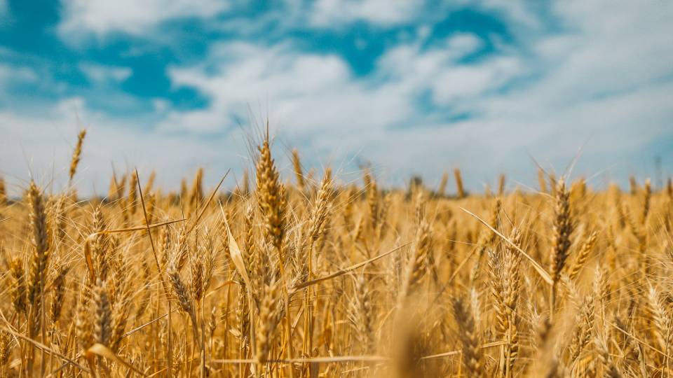 борошно зернові агроекспорт