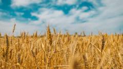 борошно зернові агроекспорт