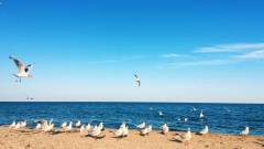 азовське море чайки пляж