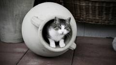 соевый наполнитель для кошек