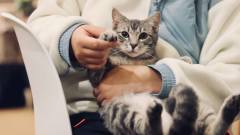 ветерінар кішка