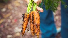 морква врожай город