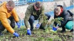 люди висаджують квіти, растения