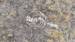 останки людини