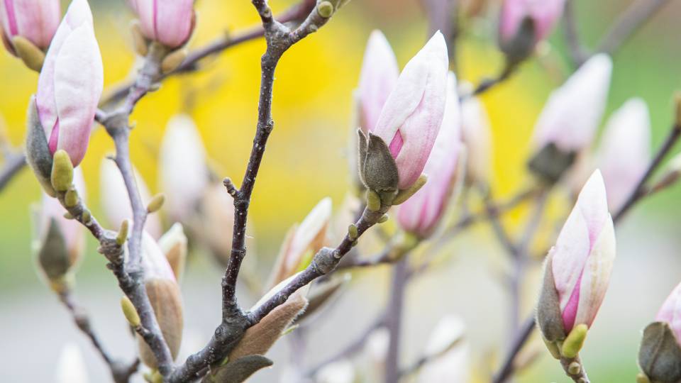 магнолії в Києві