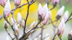 магнолії в Києві