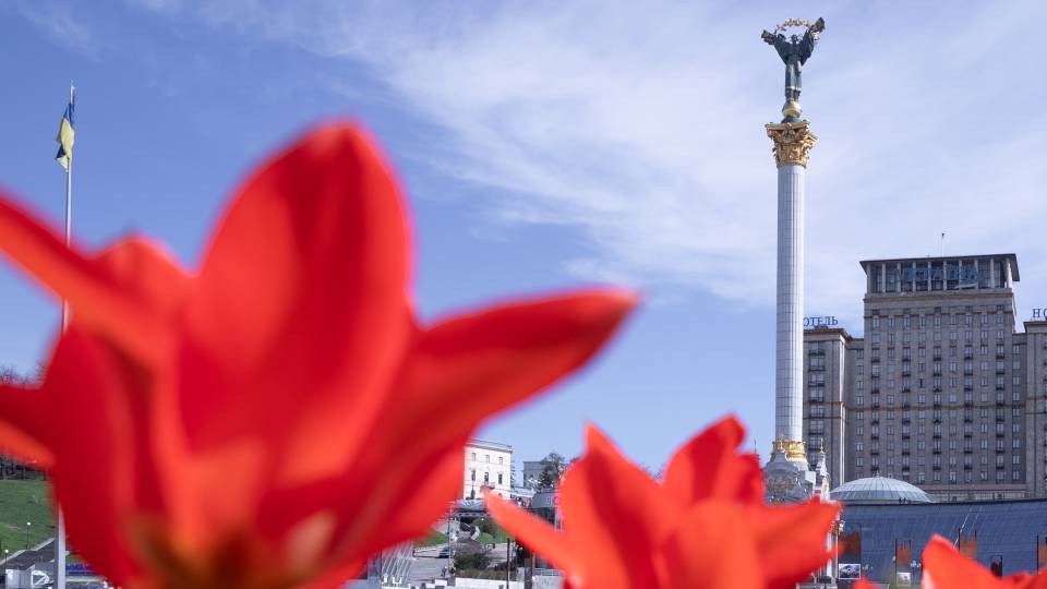 Київ квіти тюльпан Майдан незалежності