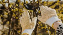 обрізка дерев