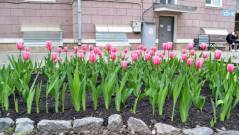 тюльпани