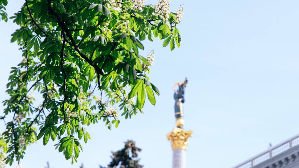 каштан майдан незалежності київ